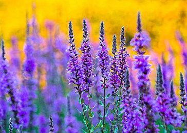 弥补开局失误 《绝地潜兵2》1.5倍奖励周末开启